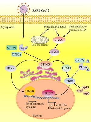 Progress of cGAS-STING signaling in response to SARS-CoV-2 infection